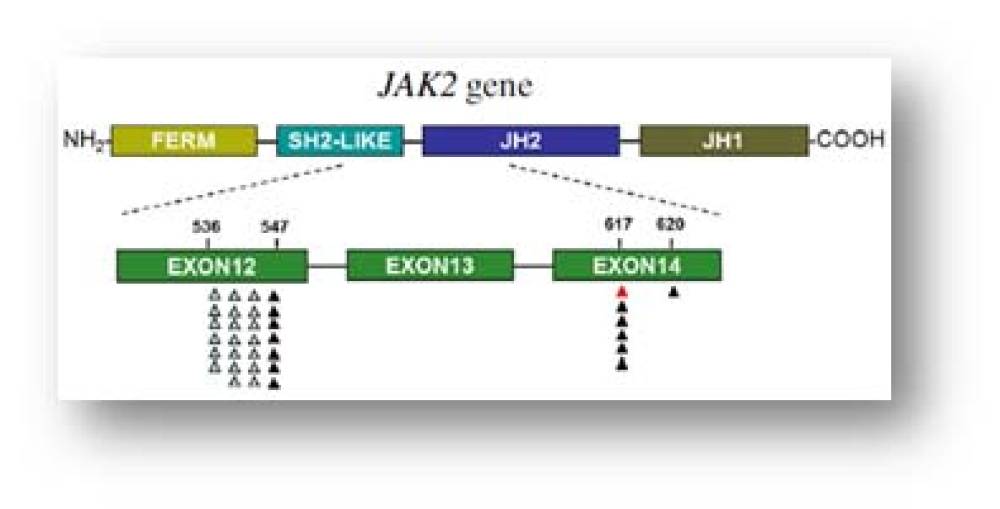 JAK2 QL Mutations Detection