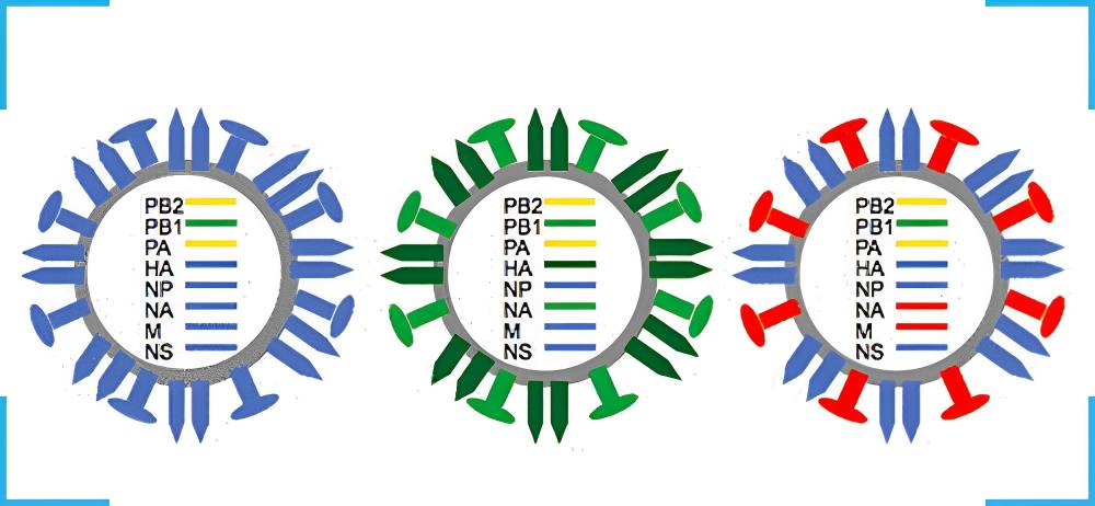 H1N1 PCR test | H1N1 PCR Kit | Swine flu Detection PCR kit