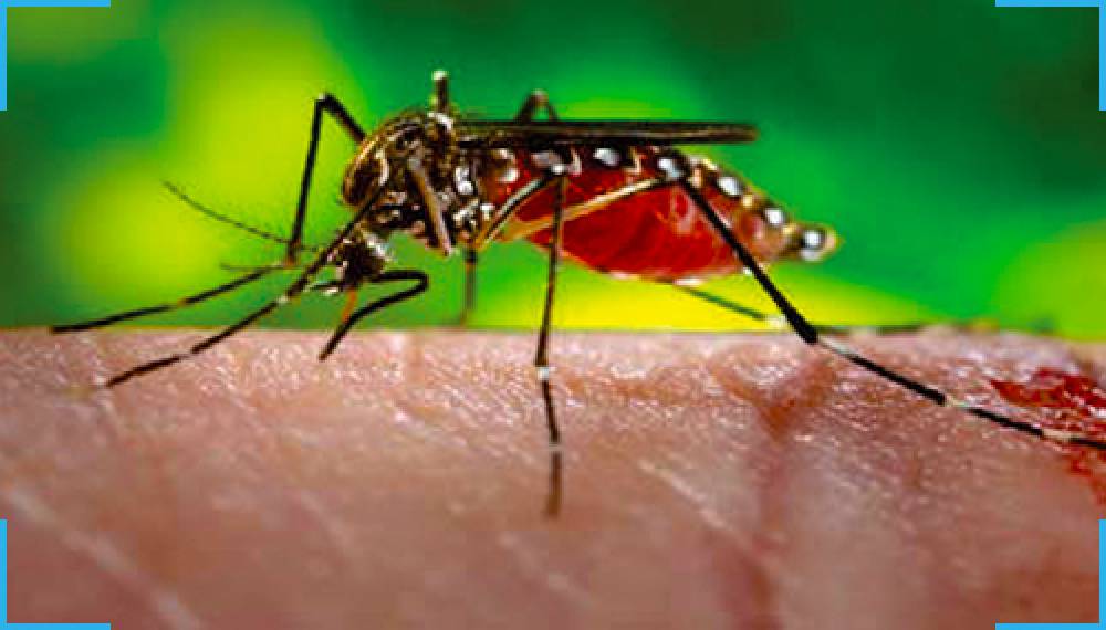 Dengue/Chikungunya Detection