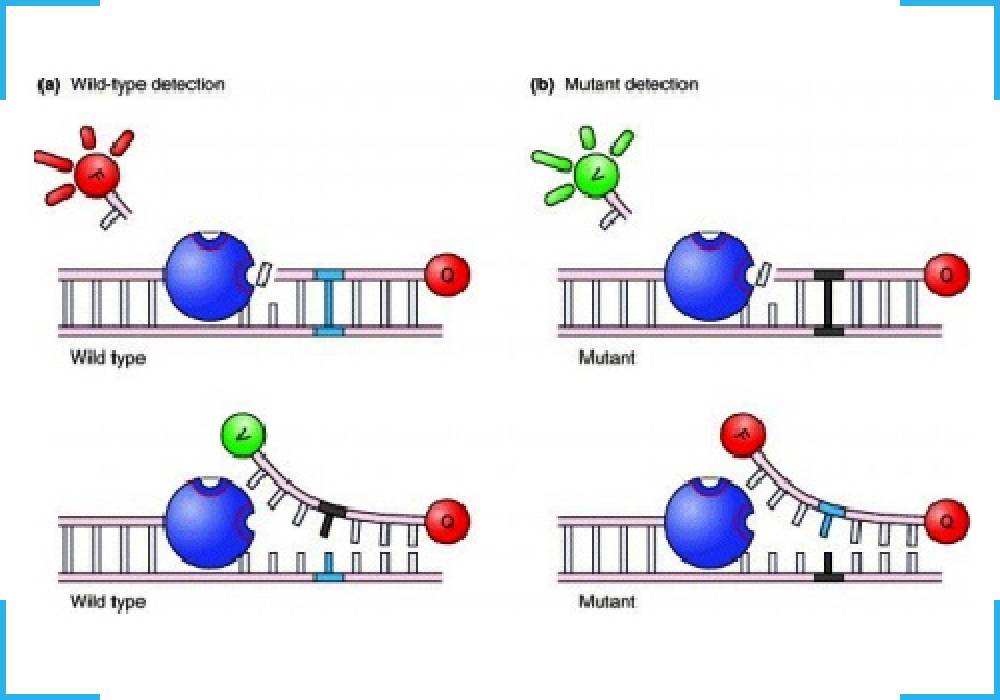 Factor V Mutations Detection