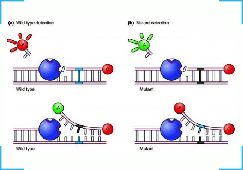 Factor II Mutations Detection