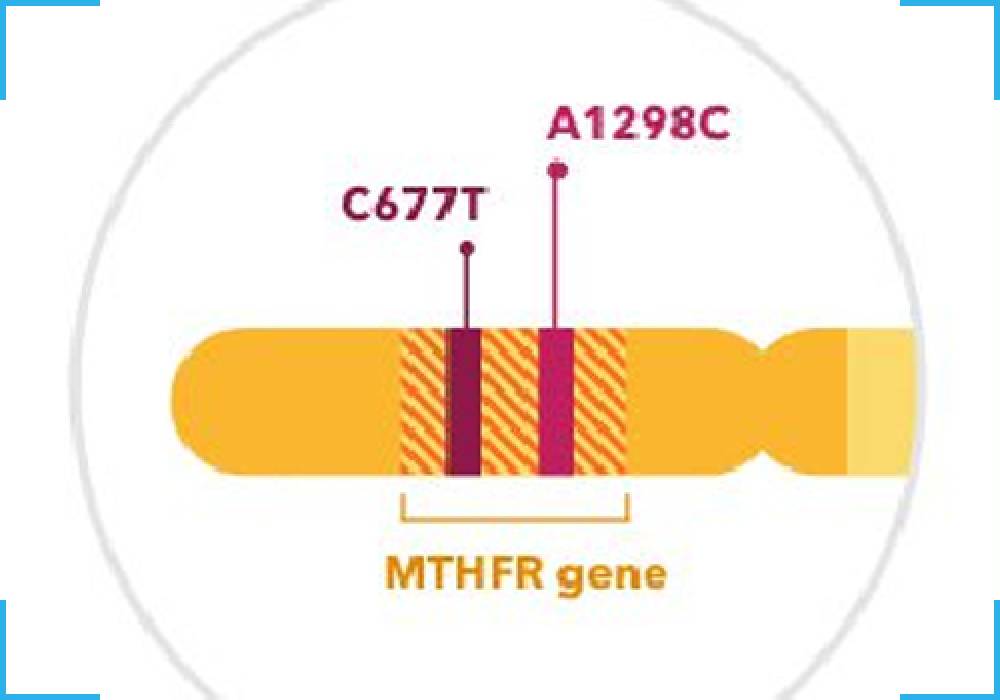 MTHFR Mutations Detection