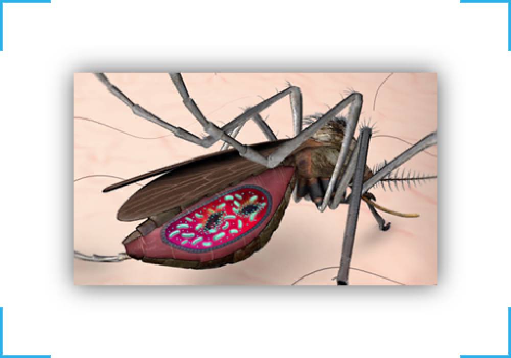 MalariaMalaria Detection