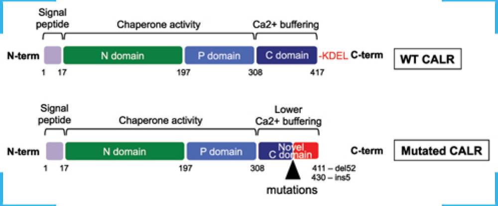 CALR Mutation Detection Kit | CALR PCR Kit